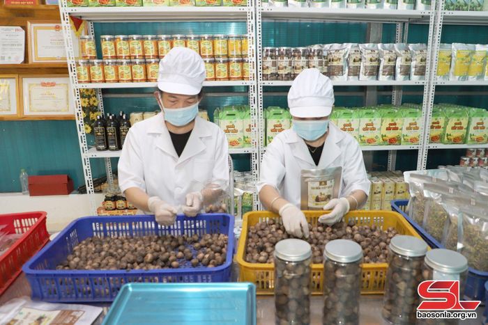 Đóng gói sản phẩm tỏi đen tại HTX Tây Bắc, huyện Yên Châu.