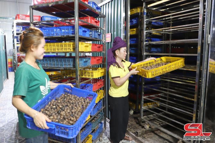 HTX Tây Bắc, huyện Yên Châu sản xuất tỏi đen.
