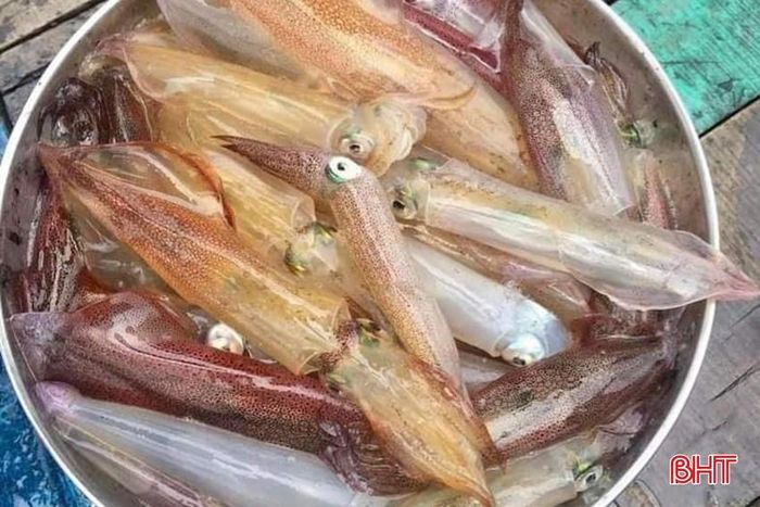 Những con mực tươi, ngon, còn nhấp nháy vừa được ngư dân câu ở vùng lộng.