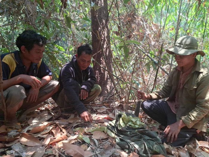 Được sự tuyên truyền của các cơ quan chức năng, người dân chờ ươi rụng xuống đất mới nhặt, không cưa hạ cây để giữ lộc rừng cho năm sau.