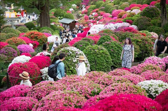 Hoa đỗ quyên nở rộ tại đền Nezu (Tokyo).