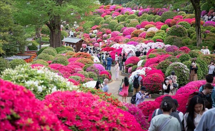 Đông đảo du khách tham dự Lễ hội hoa đỗ quyên tại đền Nezu.