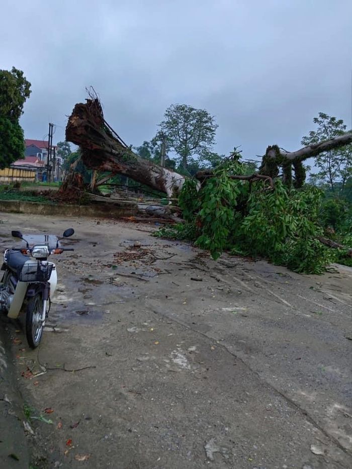 Cây đa di sản ở đền thờ vua Lê (xã Hoàng Tung, huyện Hòa An, tỉnh Cao Bằng) đã bị quật đổ sáng 18-4. Ảnh: CTV