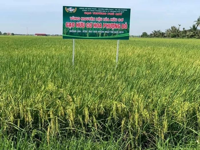 Những thửa ruộng tươi tốt của nông dân xã Ngũ Phúc, huyện Kiến Thụy trồng theo phương pháp hữu cơ.