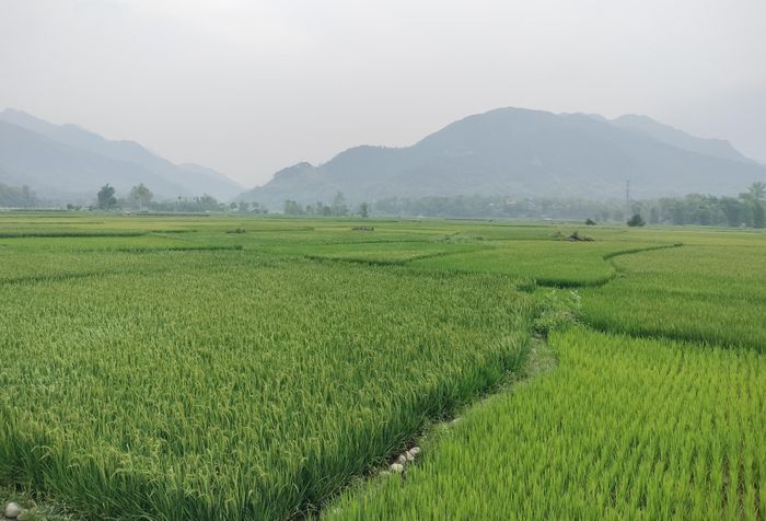 Cánh đồng lúa đang độ lên đòng nhưng thiếu nước trầm trọng.