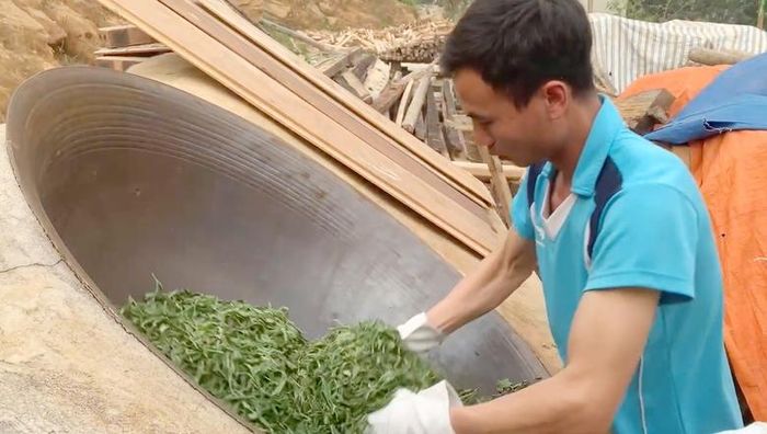  Sau khi thu hái về, chè Shan tuyết cổ thụ sẽ được chế biến thành nhiều sản phẩm khác nhau. 