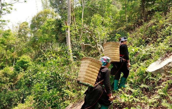  Người dân có thể phải leo núi hàng giờ đồng hồ mới đến được khu vực có những cây chè cổ thụ. 