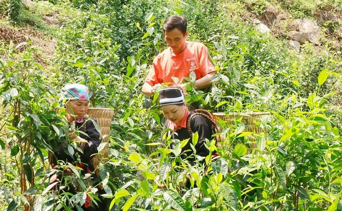  Thu hoạch chè trên ngọn cây cao vài mét là việc không dễ dàng. 