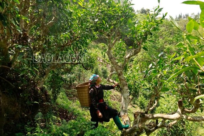  Người thu hoạch phải trèo lên cây để hái búp chè. 