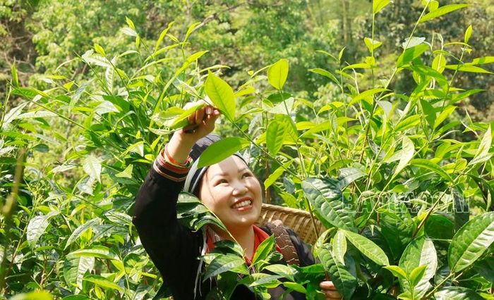 Niềm vui của người dân xã Tả Củ Tỷ khi chè Shan tuyết cổ thụ ngày càng có giá trị cao. 
