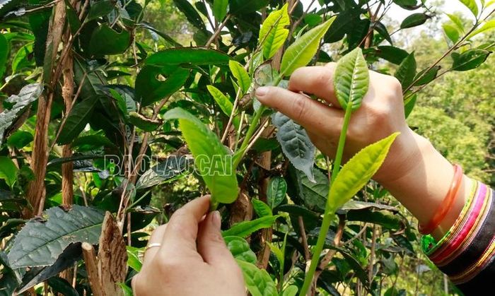  Nâng niu từng búp chè xanh tươi mơn mởn. 