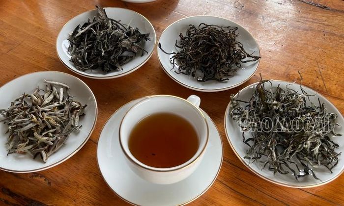  Chè cổ thụ Tả Củ Tỷ có hương vị đặc biệt, được nhiều người tìm mua để thưởng thức. 