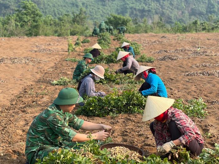 Đồn Biên phòng Làng Mô phối hợp với Hội Phụ nữ xã giúp đỡ các hộ gia đình có hoàn cảnh khó khăn, neo người tại thôn Long Sơn thu hoạch lạc. Ảnh: Phùng Hiếu