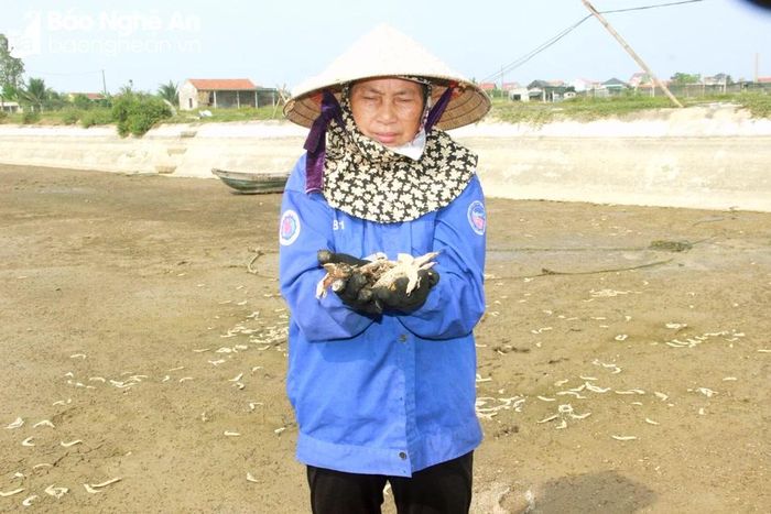  Người dân xã Quỳnh Bảng (Quỳnh Lưu) buồn bã trước hàng tạ tôm đã nuôi được hơn 1 tháng đã bị chết sạch. Ảnh: Quang An 