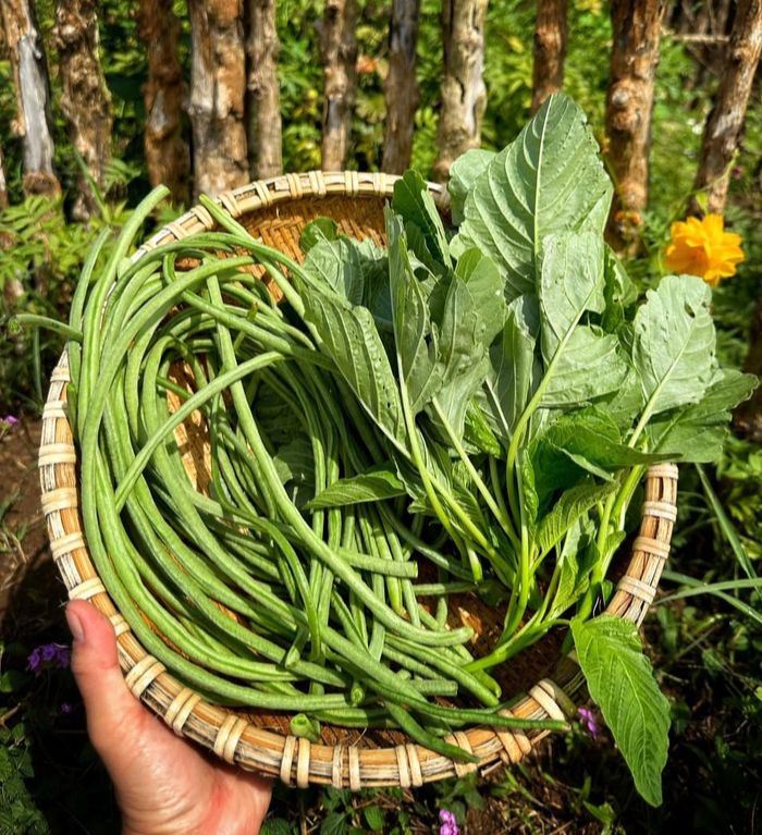 Trong vườn, chị Thảo trồng nhiều giống rau củ khác nhau, ưu tiên các loại thích nghi với điều kiện thời tiết tại địa phương và nhanh cho thu hoạch như su hào, bắp cải, cải chíp, cà rốt, củ dền, cà tím,...