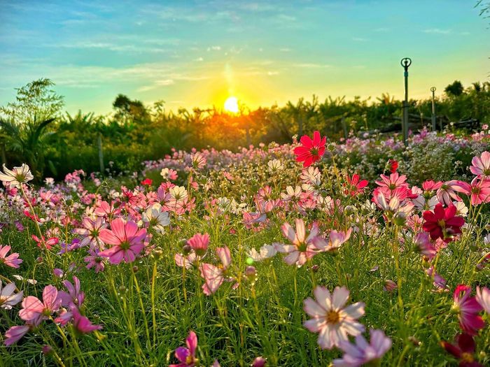 Khu nhà vườn tràn ngập các loại hoa, nổi bật giữa vùng quê yên tĩnh của gia đình chị Thảo