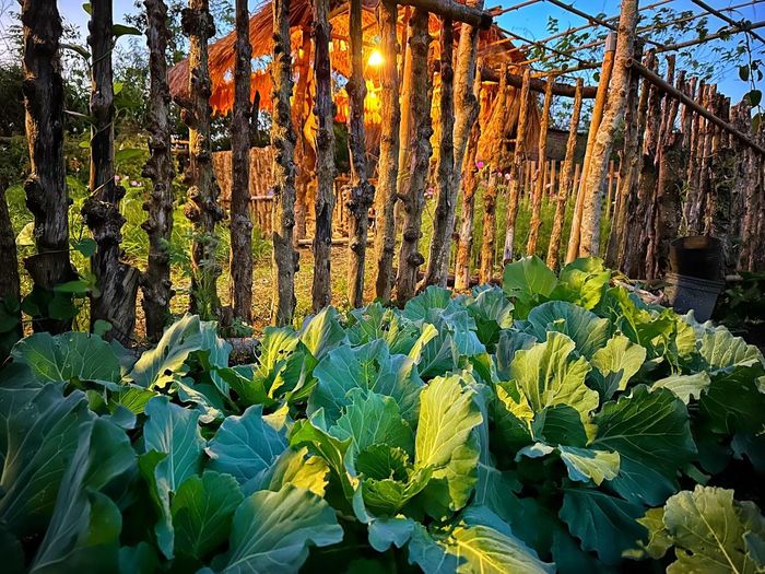 Gia chủ tận dụng các khúc gỗ để làm cổng ra vào, hàng rào và giàn cho cây thân leo