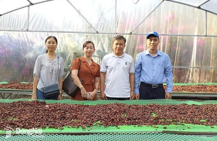 Nhờ liên kết sản xuất ca cao, Hợp tác xã Dịch vụ nông nghiệp ca cao Suối Cát từng bước tạo được chỗ đứng trên thị trường. Ảnh: V.Gia