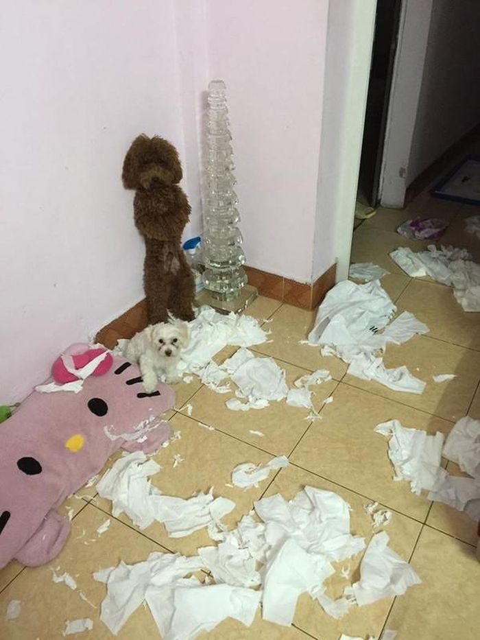 Sau 1 ngày làm việc về nhà và thấy cảnh này...