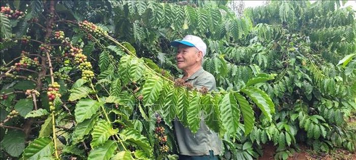 Vụ cà phê 2023, gia đình ông Võ Ngọc Thanh, trú tại xã Láng Lớn, huyện Châu Đức thu hoạch vụ cà phê thu lãi hơn 100 triệu/400 gốc cà phê.