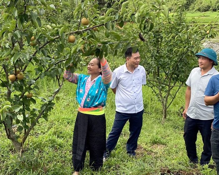 Mô hình trồng lê vàng trên địa bàn xã Háng Lìa, huyện Điện Biên Đông phát huy hiệu quả kinh tế cho người dân tham gia.