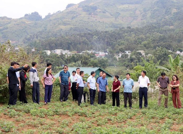 Mô hình trồng lạc theo hướng liên kết tiêu thụ giúp các hộ dân tham gia mô hình yên tâm đầu ra sản phẩm.