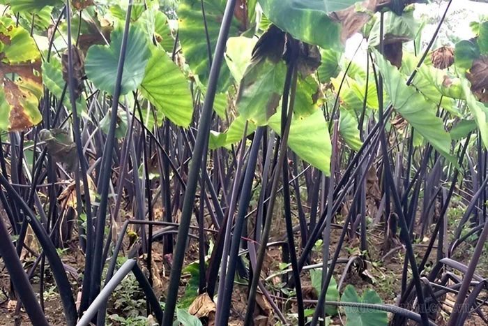 Mô hình trồng khoai sọ tím tại xã Trung Thu cho năng suất cao, sản phẩm được bao tiêu.