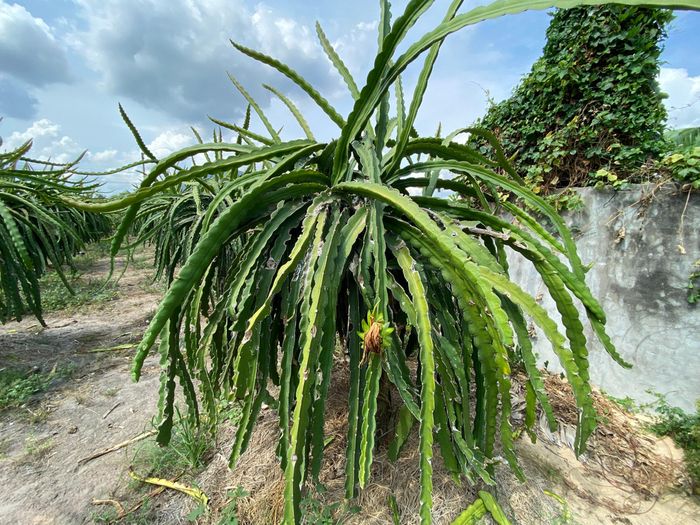  Một vườn thanh long tại huyện Hàm Thuận Nam (tỉnh Bình Thuận) 