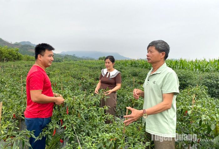 Mô hình trồng ớt chỉ địa của đảng viên trẻ Ma Đình Thiết, Chi hộ trưởng Chi hội Nông dân thôn Vĩnh Bảo, xã Vinh Quang.