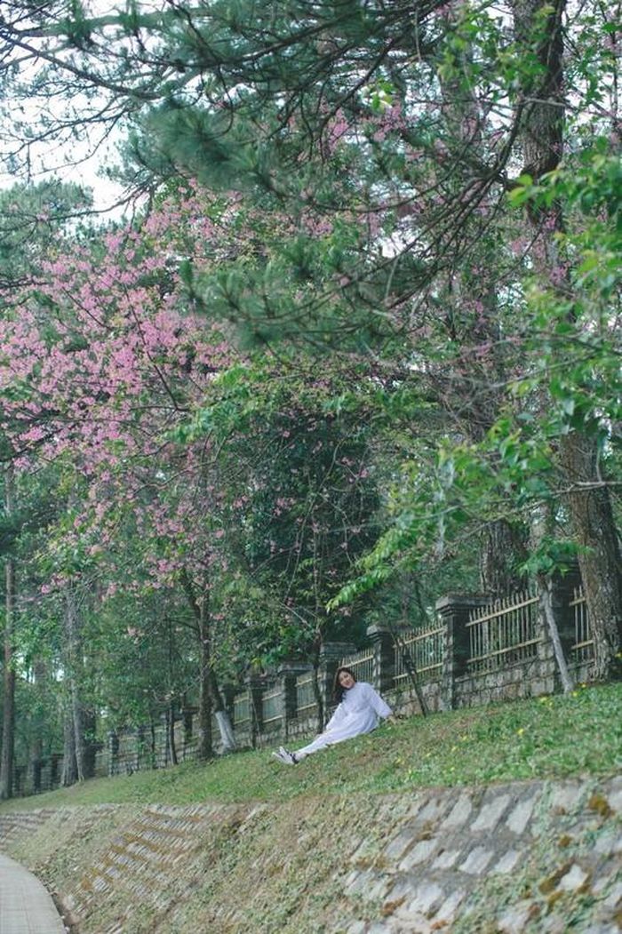 Mời quý độc giả cùng ngắm bộ ảnh nên thơ của thiếu nữ quê ở Phan Rang bên mùa mai anh đào đặc biệt này: