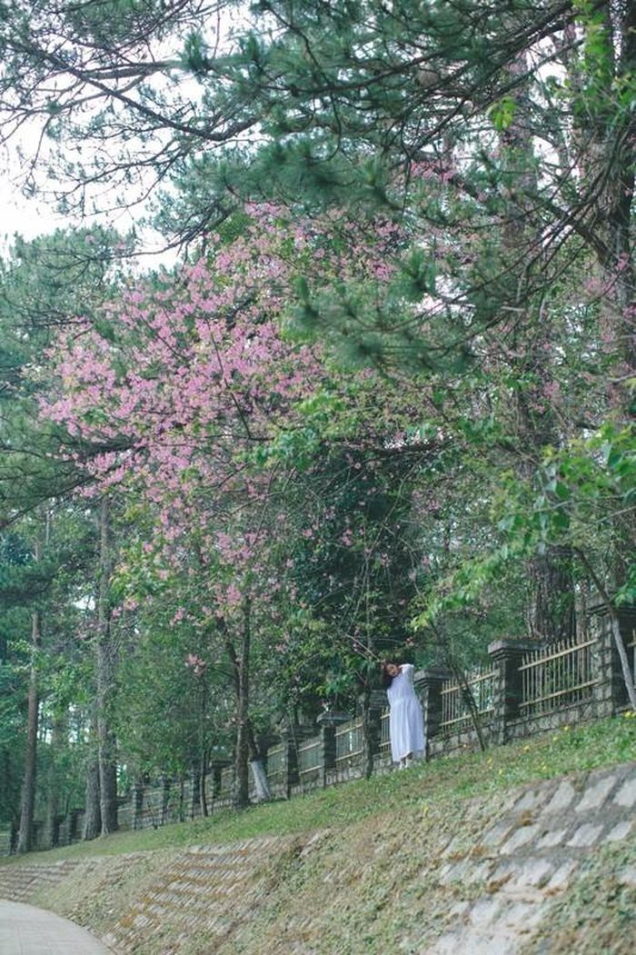 Năm nay, mai anh đào lại nở giữa những ngày tháng tư nóng nhất.