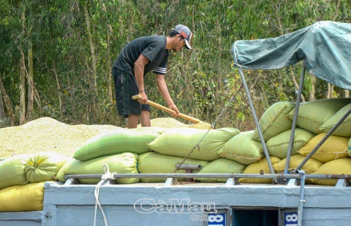  Lúa hàng hóa chất lượng cao, thâm canh quy mô lớn, là sản phẩm nông nghiệp chủ đạo theo định hướng phát triển nông nghiệp ở huyện Trần Văn Thời.