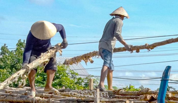 Trồng rừng thâm canh gỗ lớn và khai thác lợi thế du lịch trên hệ sinh thái rừng tràm là một trong những định hướng mang tính đột phá ở khu vực vùng sinh thái ngọt, lợ U Minh Hạ.
