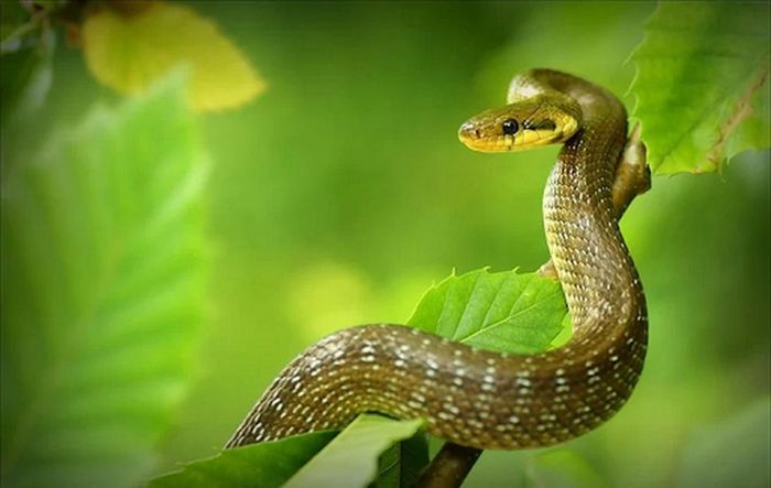  Đối với tuổi Tỵ, đây chính là lúc để họ bứt phá, khẳng định bản thân và phô diễn hết mình với từng cơ hội được trao, đồng thời không ngừng nỗ lực và đổi mới để tạo nên những thành tựu nổi bật trong sự nghiệp. 