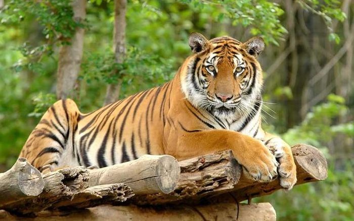  Dưới bầu trời rộng lớn của thế giới kinh doanh, không còn giới hạn nào có thể ngăn cản bước tiến của những người tuổi Dần khi họ dũng cảm mở rộng cánh cửa thách thức, đối mặt với những khó khăn để khẳng định mình trong các lĩnh vực mới.