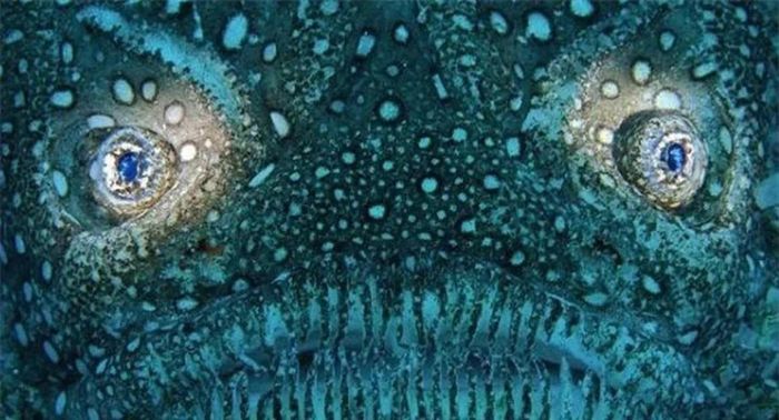 Ông nói tiếp: "Với màu da phù hợp với màu cát biển, cá Stargazer có khả năng ngụy trang như tàng hình trước mắt con mồi. Chúng phục kích con mồi bằng cách ẩn mình dưới lớp cát mỏng chỉ có đôi mắt nhô cao quan sát. Chúng ăn cá nhỏ hơn, bạch tuộc và mực".