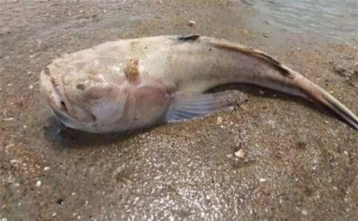 Và rồi người chồng tiến lại gần và nhận ra thứ kinh dị đó là một sinh vật vô cùng bí ẩn với đôi mắt tròn và hàm răng sắc nhọn.