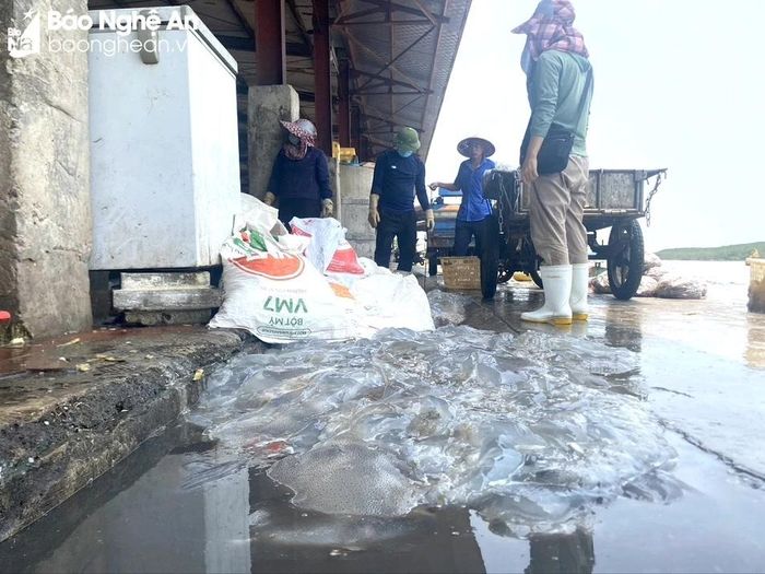  Khu vực nhà cảng chứa hải sản ô nhiễm nghiêm trọng. Trong ảnh: Sứa được đổ trong vũng nước thải đen ngòm. Ảnh: Văn Trường 