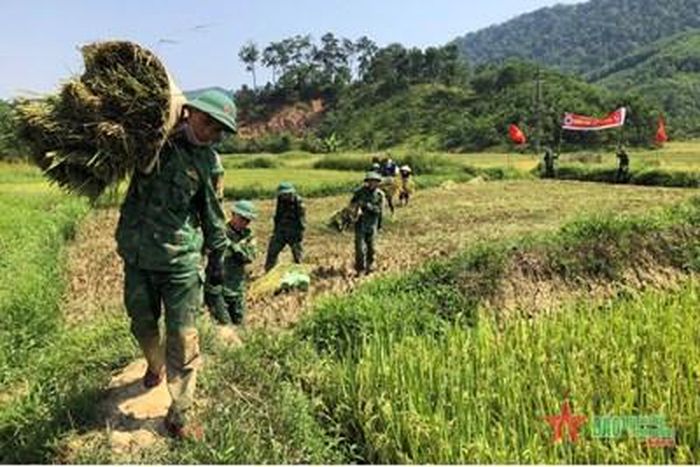 Vận chuyển lúa đến nơi tập kết. 