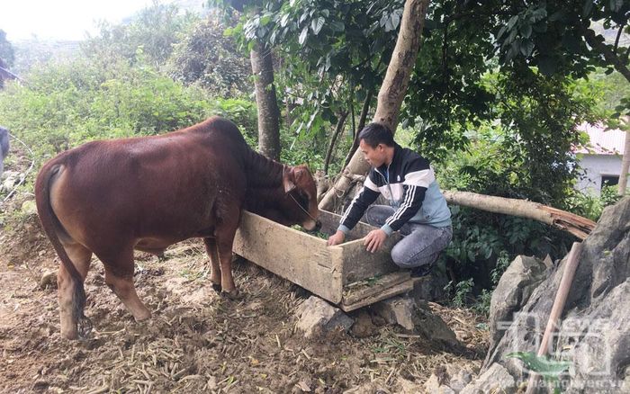 Được sự hỗ trợ của Nhà nước, nhiều hộ dân ở bản Tèn (xã Văn Lăng, Đồng Hỷ) có điều kiện đầu tư chăn nuôi trâu, bò.