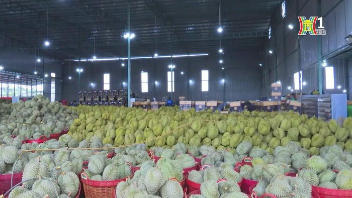 Đa dạng thị trường để giữ vững xuất khẩu.