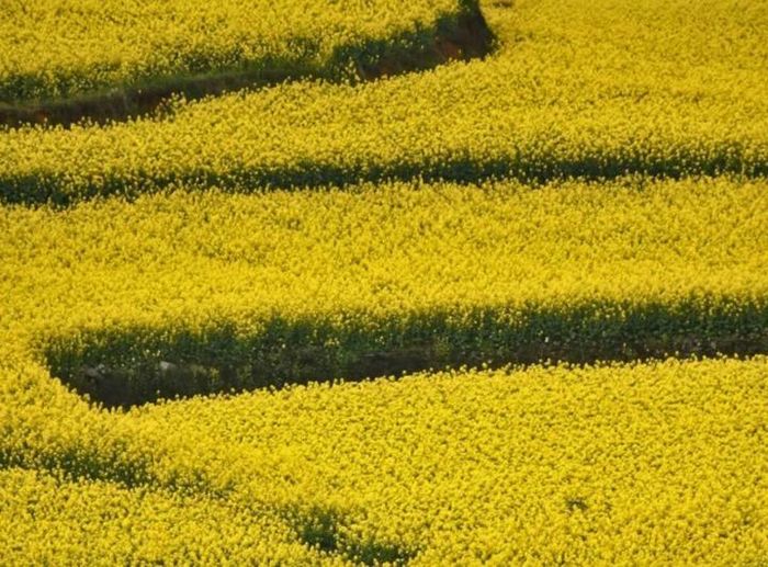 Cánh đồng cải dầu ở La Bình (Trung Quốc). Từ tháng 2 đến tháng 3, những cánh đồng cải dầu hay hạt cải dầu, loài hoa dùng để chiết xuất dầu hạt cải, trải dài ngút tầm mắt ở La Bình đã trở thành điểm đến ưa thích của các nhiếp ảnh. Những bông hoa rực rỡ cũng rất thu hút ong, và trở thành khu vực sản xuất mật ong trong nước. 