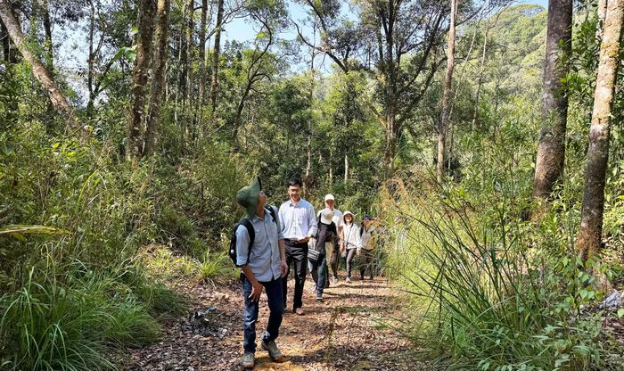 Nhiều người thích trekking trong rừng nguyên sinh.