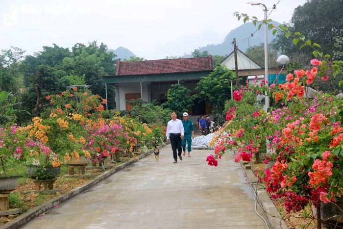  Người dân xã Kỳ Tân trồng nhiều loại hoa giấy khác nhau, nên tạo được những cung đường hoa đa sắc màu. Ảnh: Xuân Hoàng 