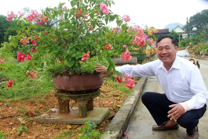  Ông Nguyễn Tất Thông cho biết, nhờ biết cách chăm sóc nên bình hoa giấy nào cũng phát triển tốt và ra hoa đẹp. Ảnh: Xuân Hoàng 