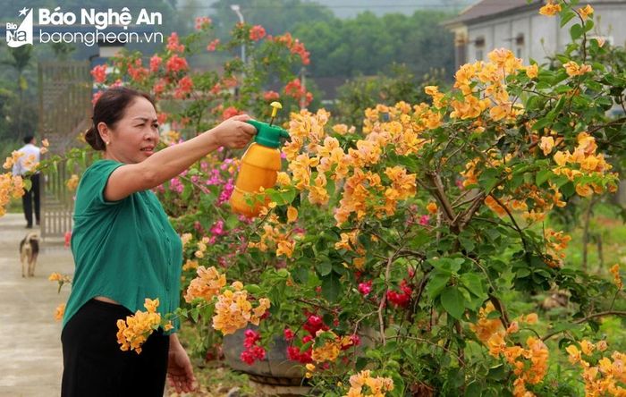  Người dân xóm Tân Đà chăm sóc cây hoa giấy. Ảnh: Quang An 