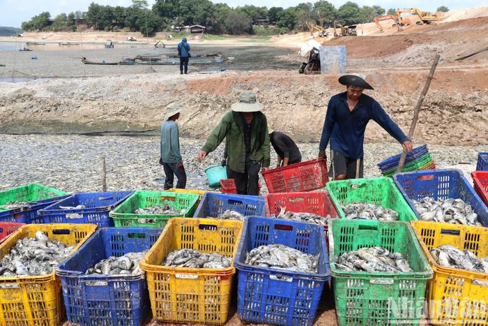 Nhân viên Đội quản lý nuôi trồng thủy sản hồ Sông Mây làm việc cật lực để vớt số cá chết ở hồ Sông Mây.