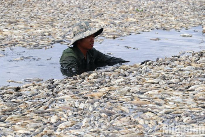 Nhân viên Đội Quản lý nuôi trồng thủy sản hồ Sông Mây thu gom số cá chết trên hồ.