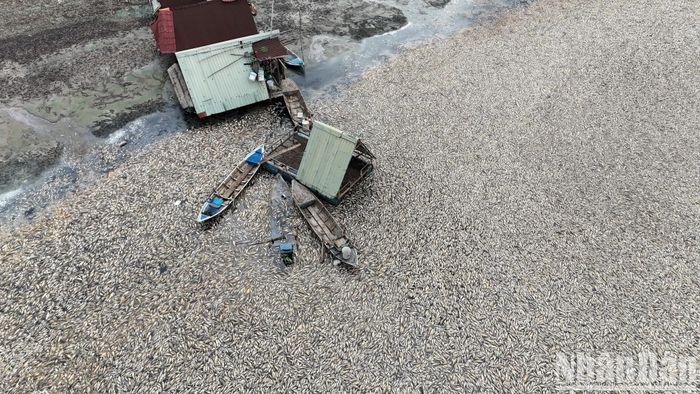 Dù làm việc xuyên đợt nghỉ lễ 30/4, 1/5, nhưng hiện tại số cá chết còn nổi mặt hồ bốc mùi hôi thối còn rất lớn.