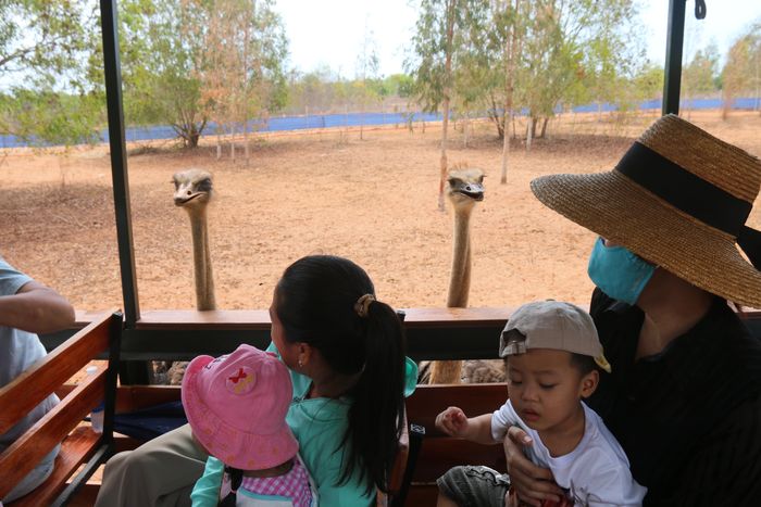  Du khách thích thú tham quan vườn thú ‘tiểu châu Phi” thu nhỏ Safari Cafe 